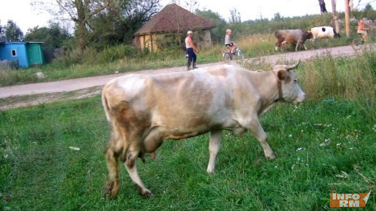 Сельчанка в Мордовии похитила предназначенные для разведения коров деньги