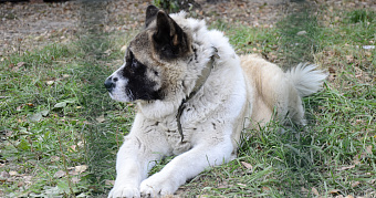 В Мордовии чаще всего сбегали из дома кошки Муси и собаки Графы 