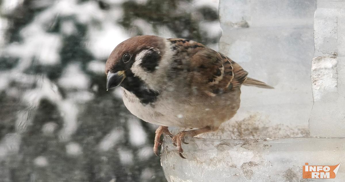 В Мордовии насчитали больше 6,5 тысяч воробьёв 