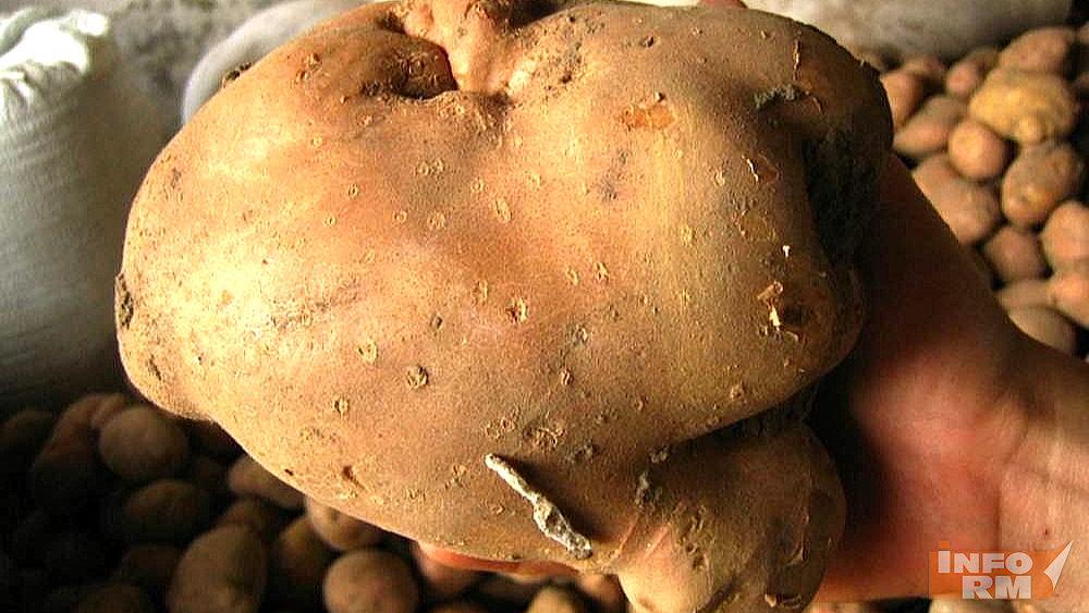 В Мордовии собрали 245,3 тысяч тонн картофеля