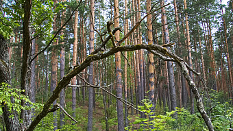 Минлесхоз Мордовии перевыполнил план по доходам