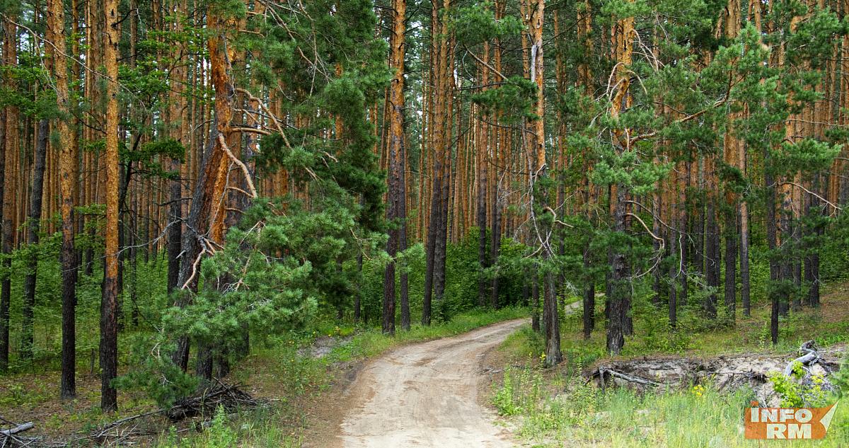 Лесам Мордовии устроят проверку здоровья 