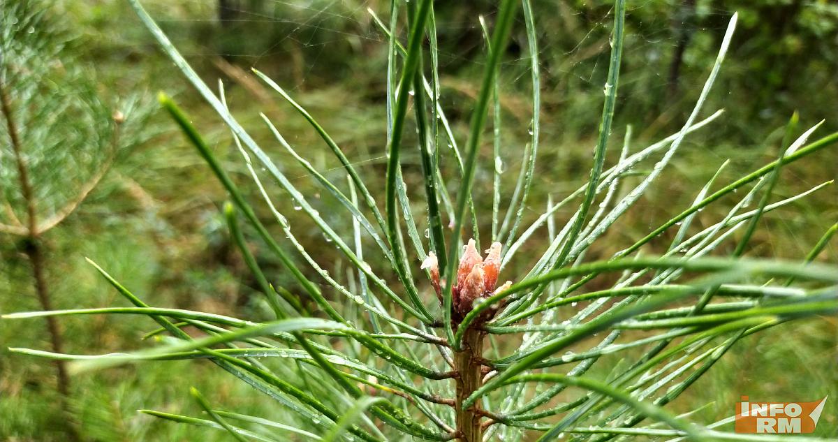 В Мордовии утвердили стоимость посещения заповедника и нацпарка «Смольный» 