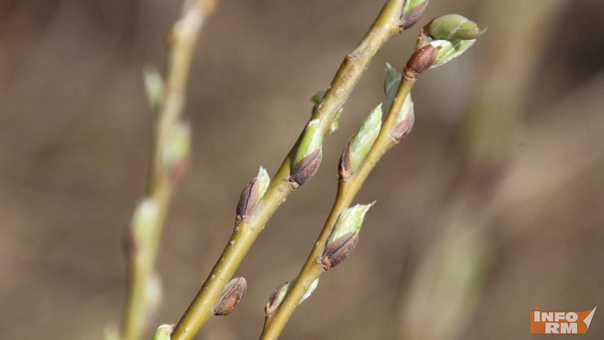 Какой будет весна в 2026 году: прогноз Гидрометцентра 