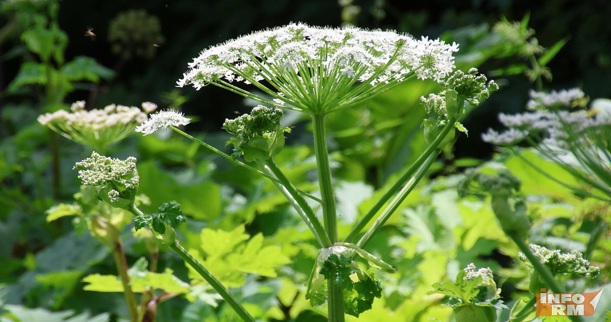 Мошенники начали использовать схему с борщевиком и мусором 