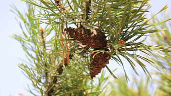 В Мордовии заготавливают шишки для восстановления лесов