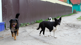 В Мордовии за бездомную собаку расплатилась администрация района