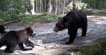 В Мордовии пересчитали бурых медведей 