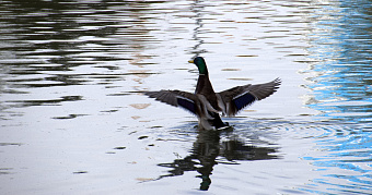 В Мордовии ожидается туман и до +12°С 