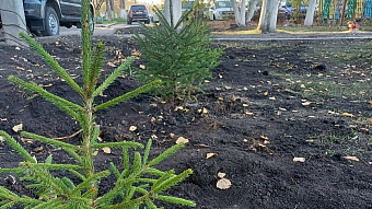 В Саранске появилась новая еловая аллея
