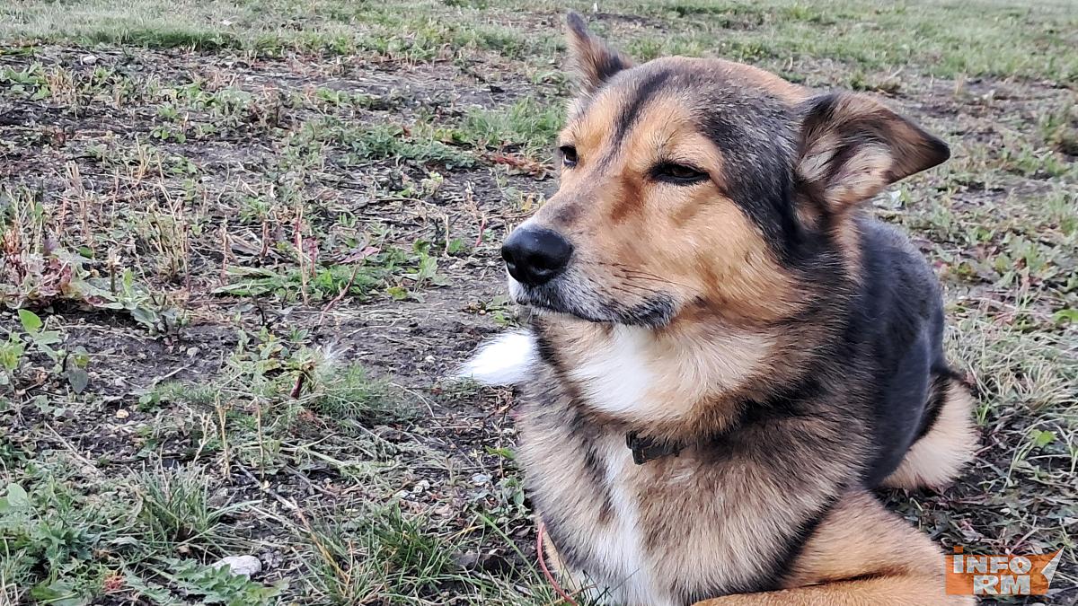 В Мордовии хозяйка собаки заплатит компенсацию семье укушенного её питомцем ребёнка