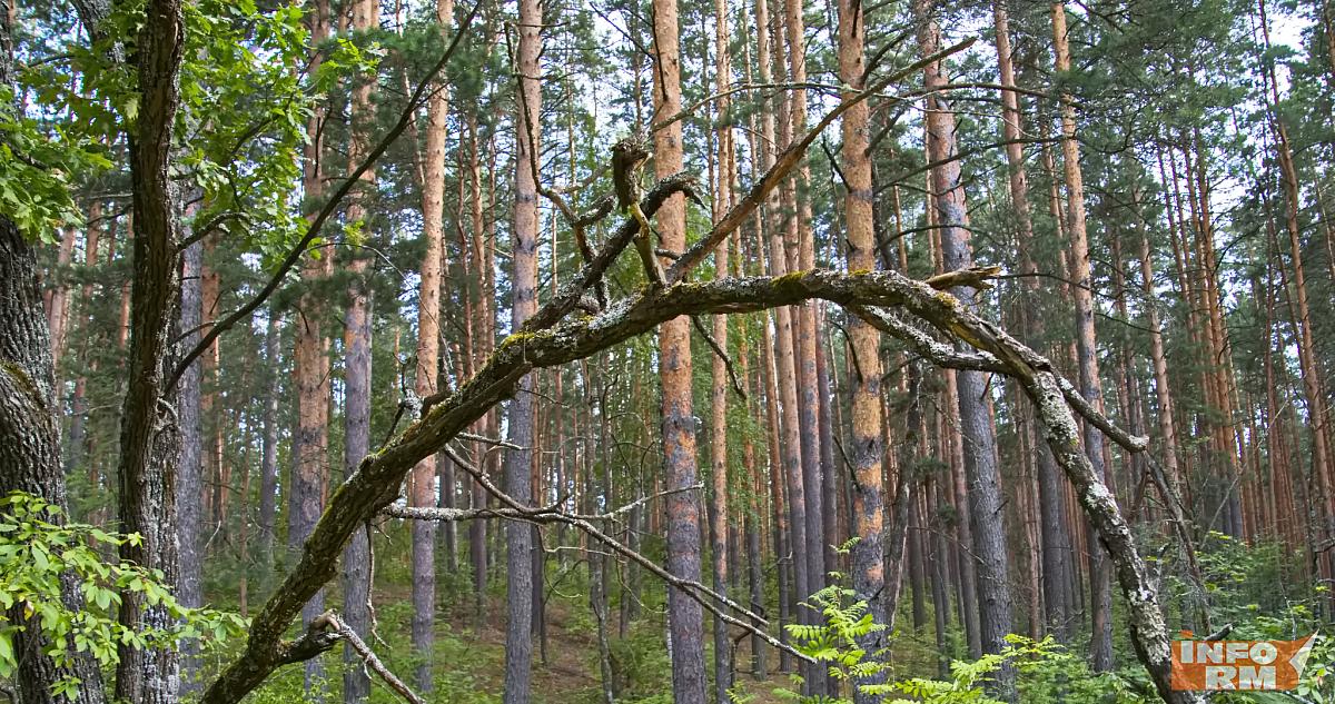 Назван топ-5 самых распространённых деревьев в Мордовии 