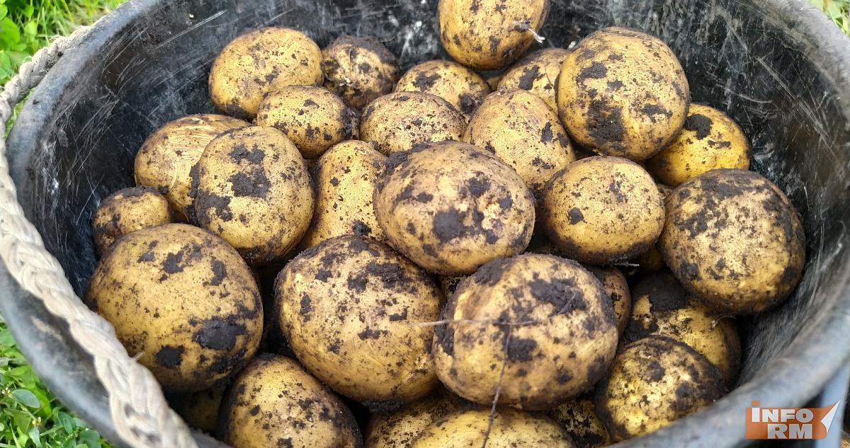 В трёх районах Мордовии отменили карантин по вредителям 