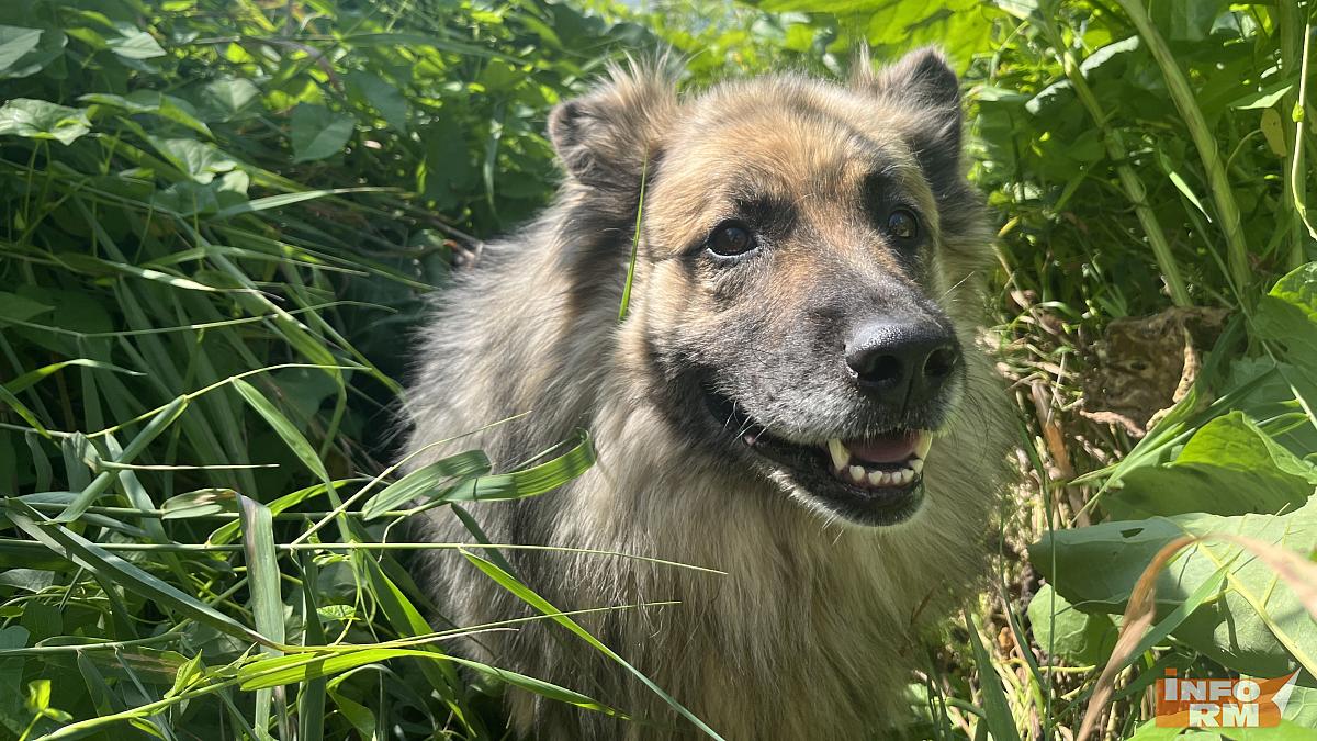 Администрация Саранска расплатится за укус бездомной собаки