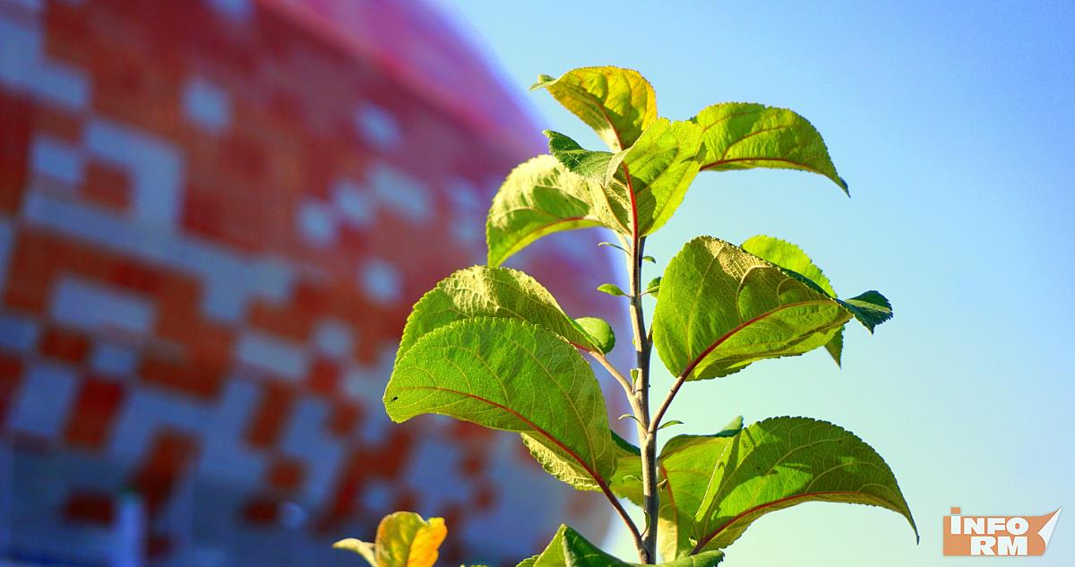 В Саранске для озеленения перекопали дорогу у «Мордовия Арены» 