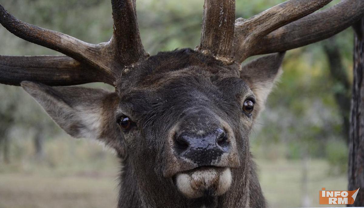 В зоопарке Саранска устроили марафон показательных кормлений