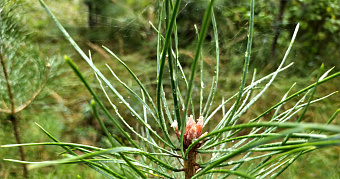 «Сад памяти» высадят в Мордовии уже 25 апреля 