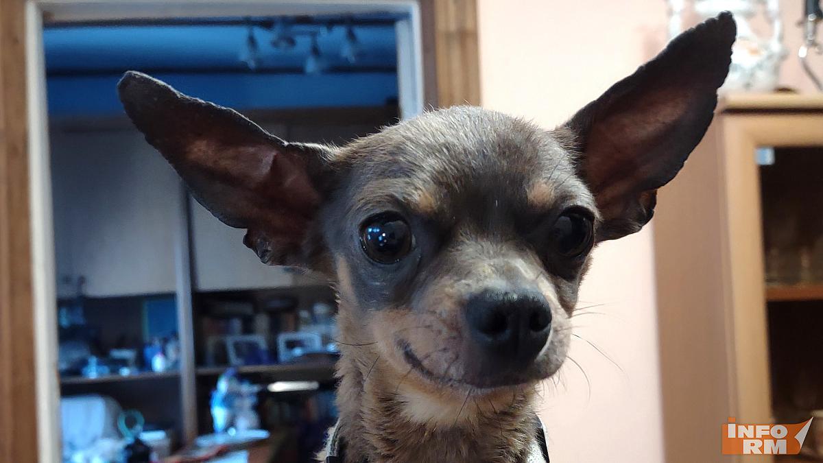 Из Мордовии в Абхазию отправили 13 тонн кормов для домашних питомцев