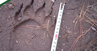 У границы Мордовии бродят медведи 