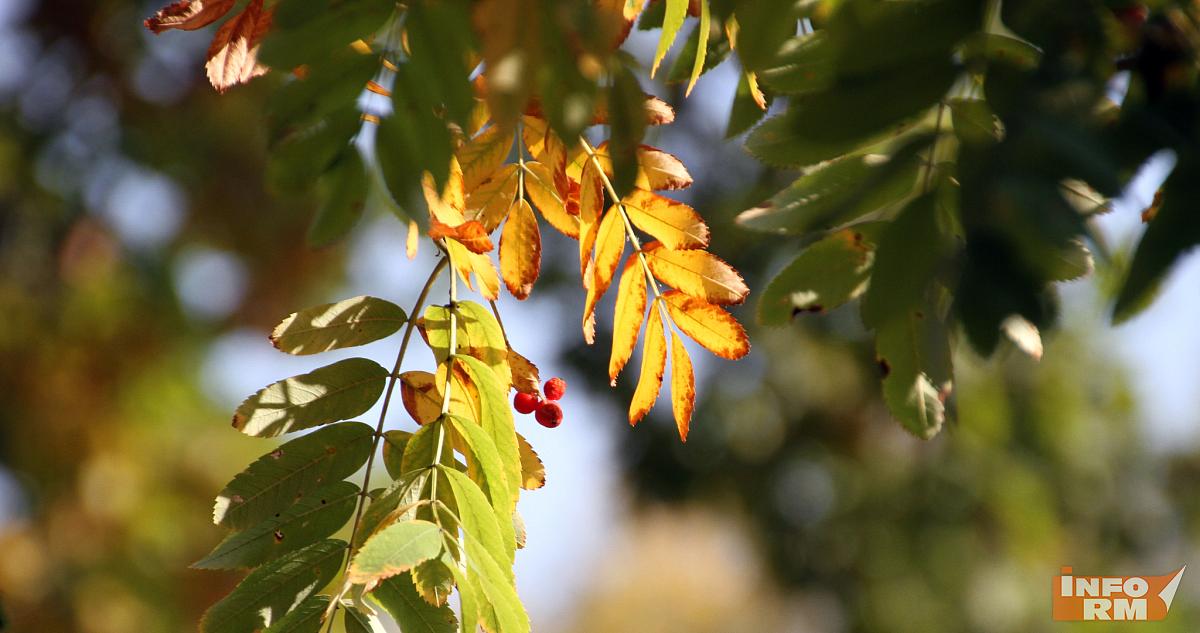 Четыре миллиона саженцев высадят в Мордовии 