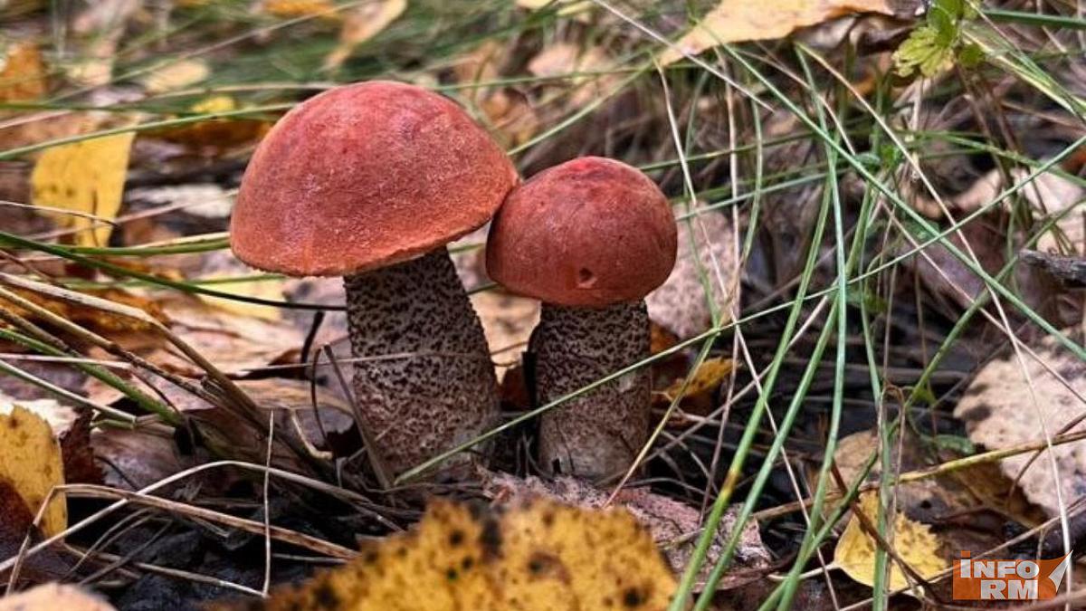 Опрос: большинство россиян собирают грибы ради азарта