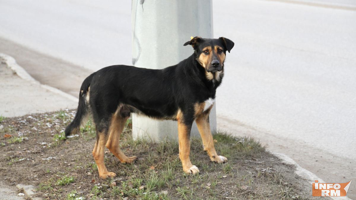 Администрация Лямбирского района заплатила за укус бездомной собаки