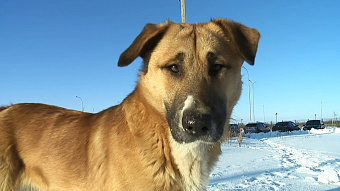 В поисках собаки: жительница Саранска в снегопад заблудилась в лесу