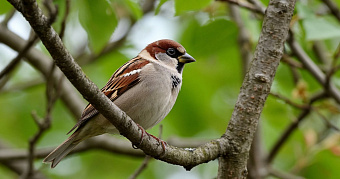 В Мордовии пересчитают воробьёв 