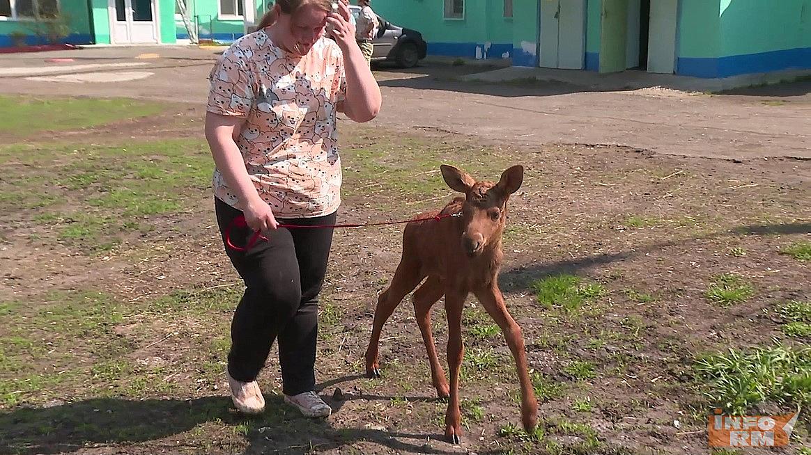 Спасённый лосёнок осваивается в зоопарке Саранска