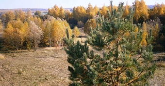 Посещение лесов в Мордовии запретили до 25 октября 