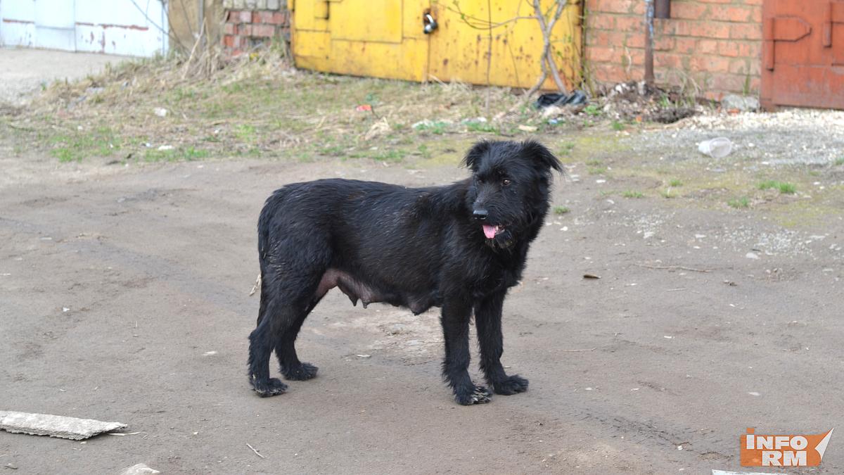 Жителей Ардатовского района предупреждают об отлове собак