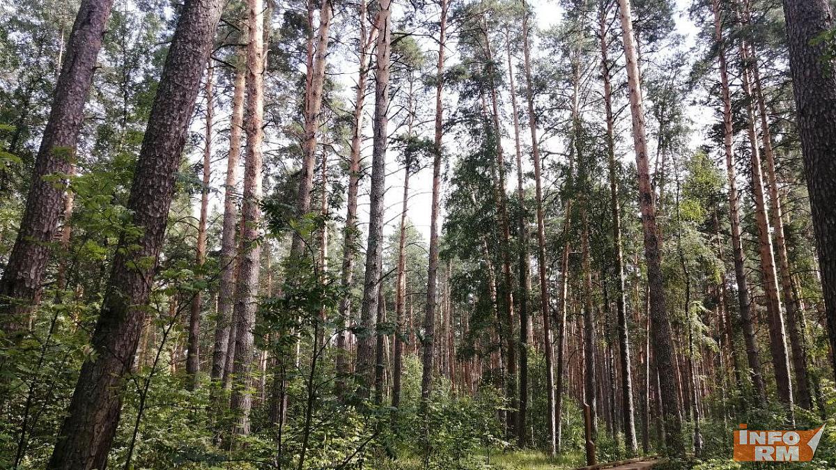 В Мордовии остается высокой пожарная опасность лесов В Мордовии остается высокой пожарная опасность лесов