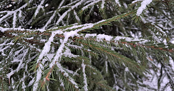 Эксперт опроверг слухи о «ёлочных» клещах, которые якобы атаковали россиян 