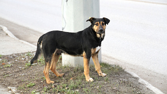 В Мордовии за бездомную собаку расплатится районная администрация