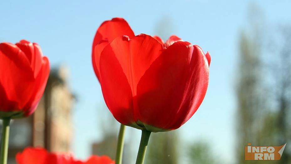 Новая схема: мошенники наживаются на весенних подарках к 8 Марта