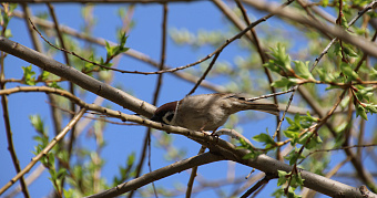 Синоптик рассказал, когда в 2026 году придёт весна 