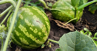 Неправильная обработка дачи грозит штрафом до 20 тысяч рублей 