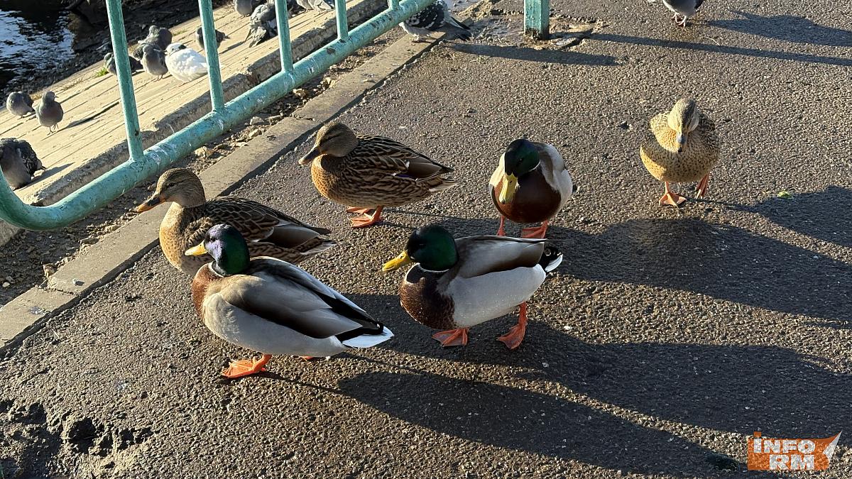 В Мордовии ноябрь 2025 года стал самым тёплым за последние 100 лет