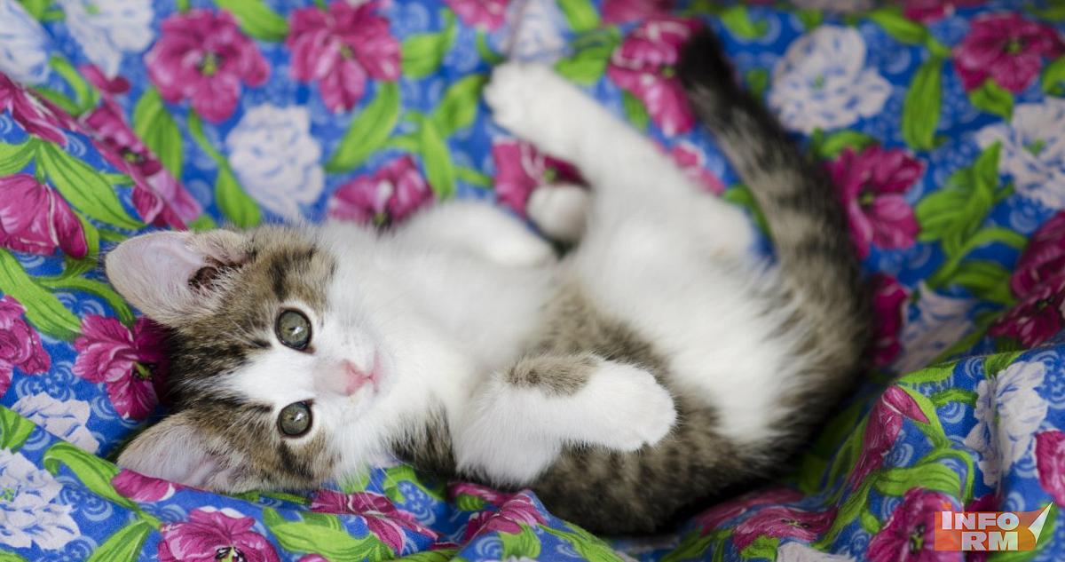 Мордовия начнёт выпускать по 36 тысяч тонн влажных кормов для домашних питомцев 