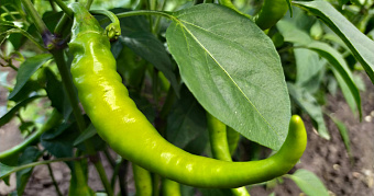 Дачникам в Мордовии депутаты подарили семена 