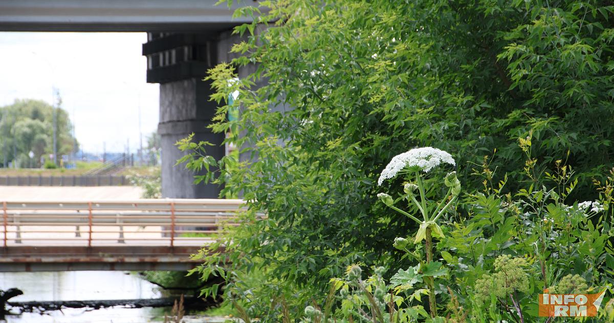 Не только борщевик: россиян начнут штрафовать за американский клён 