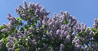 За сорванную сирень можно получить штраф или 15 суток ареста 