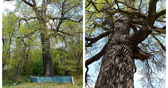 Древний мордовский дуб может стать главным деревом России 