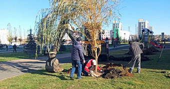 В Саранске высадили больше 120 сосен, ив и тополей 