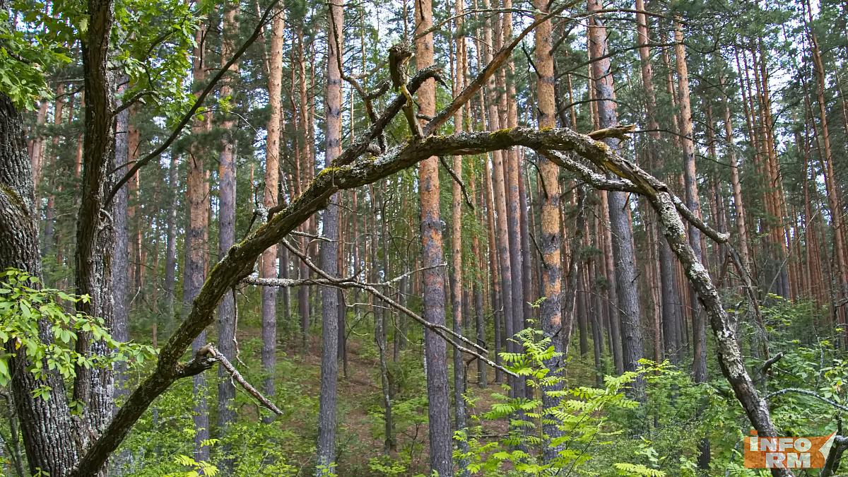 Леса Мордовии защищает искусственный интеллект