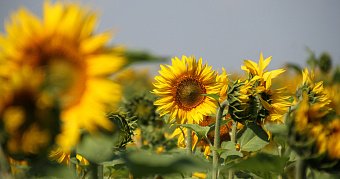 Какое будет лето в 2026 году: прогнозы учёных 