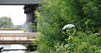 Не только борщевик: россиян начнут штрафовать за американский клён 