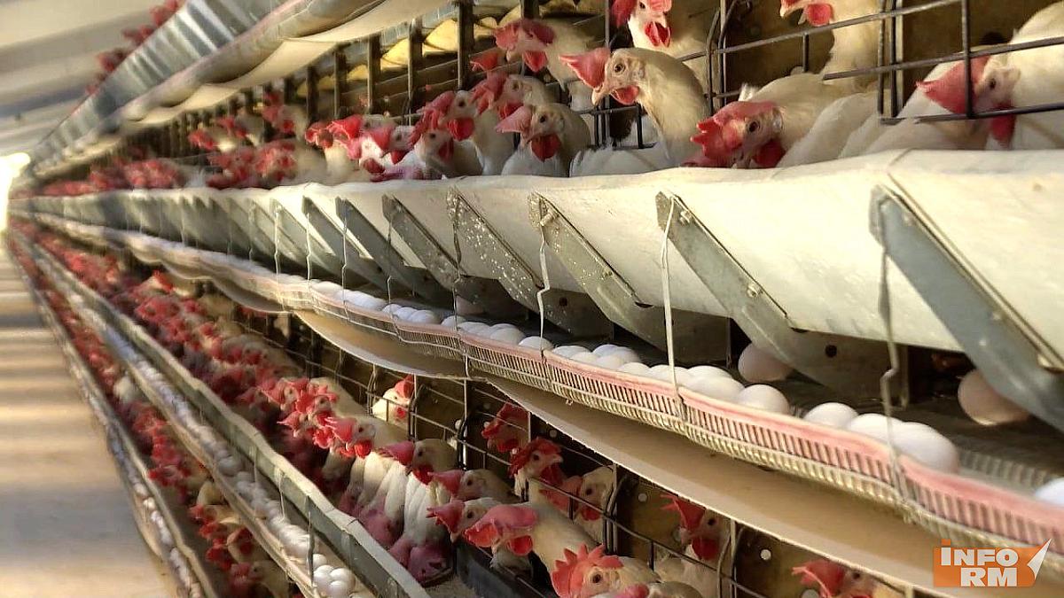 В хозяйствах Мордовии посчитали птиц