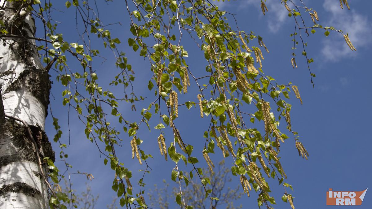 В лесах Мордовии – высокая пожарная опасность
