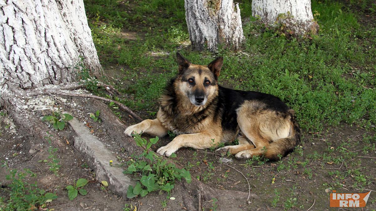 Собака в Мордовии помогла спасти своего сородича
